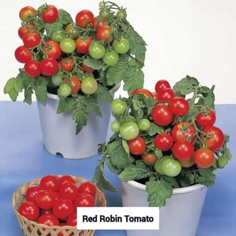 Benih/ Biji Tomat Red Robin