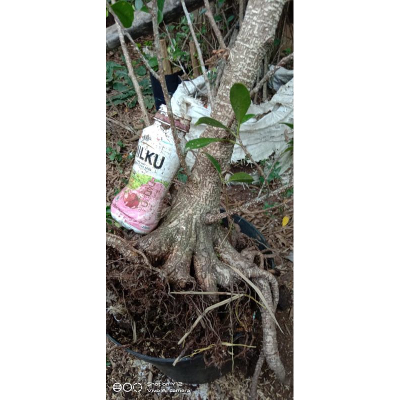 bahan bonsai kimeng program akar