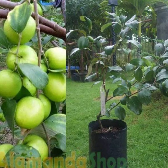 Bibit apel putsa india siap berbunga