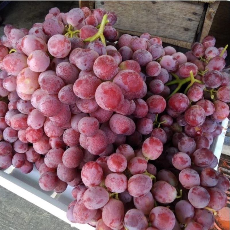 

Anggur Merah Import