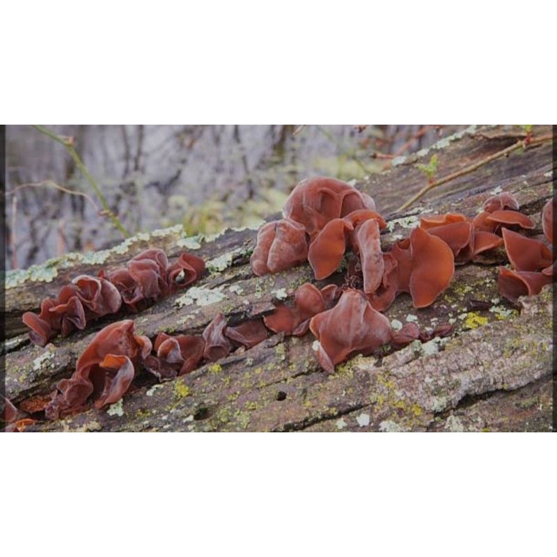 

Jamur Kuping Segar 100 gram