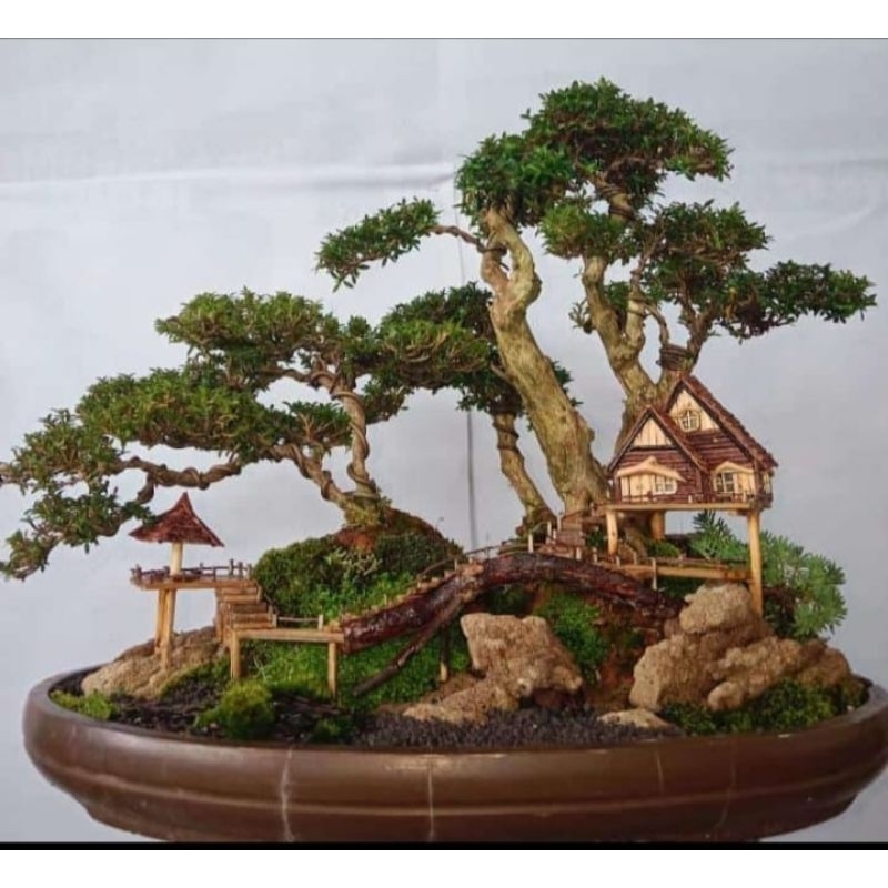 bonsai panorama jadi tinggal pajang