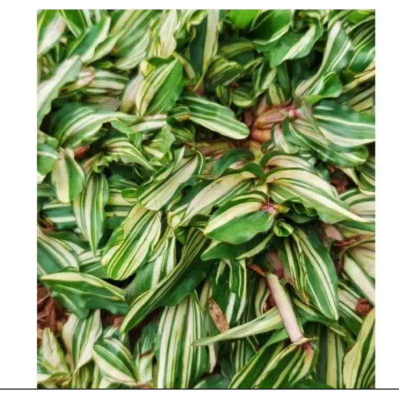 Rumput gajah mini Varigata 1x1 meter persegi