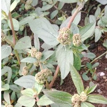 

jual daun patikan kebo 500g