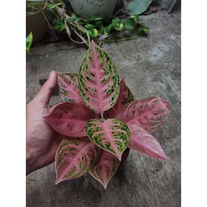 paket 2 Aglonema tanian lokal gadis dan sexy pink