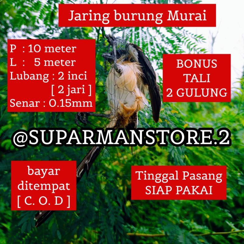 JARING BURUNG MURAI 10X5 METER JARING BURUNG MURAI 10 METER JARING BURUNG MURAI 2JARI JARING JEBAKAN