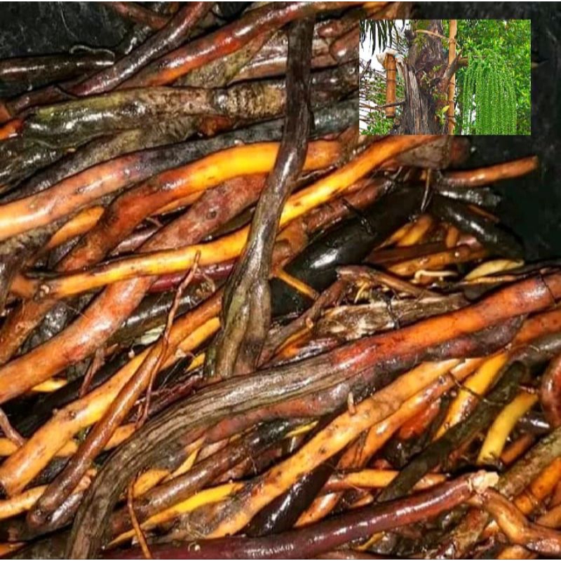 

akar pohon aren segar 1kg