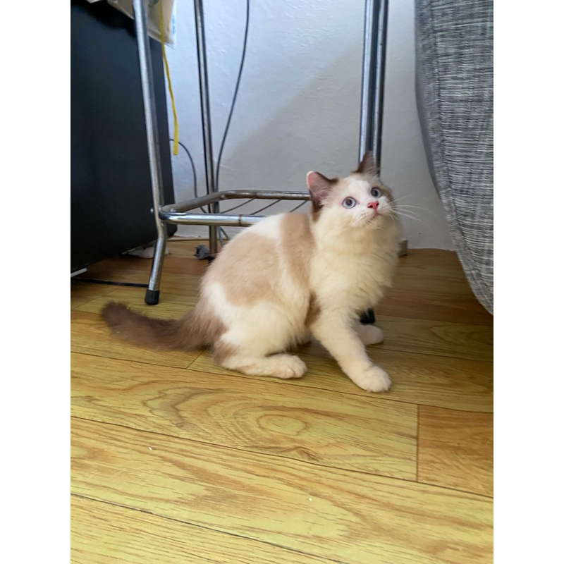 Kucing Ragdoll Bicolour Simetris Jantan Kitten