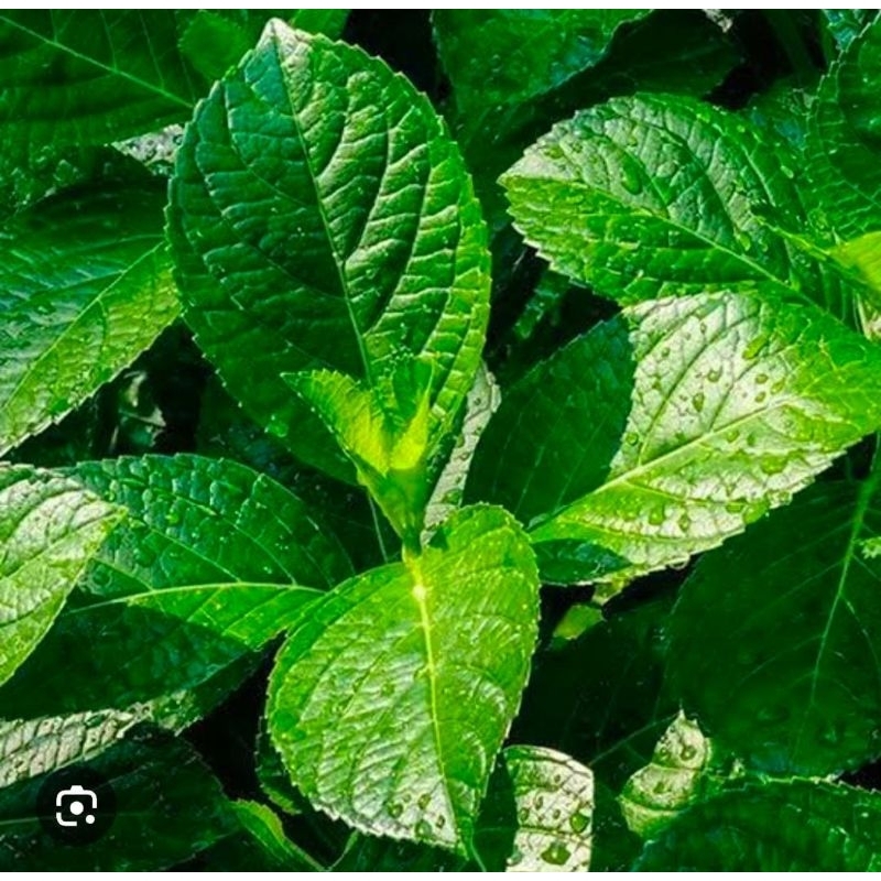 

Daun Pecah Beling Keji Segar 250 Gram Obat Herbal Tradisional Murah