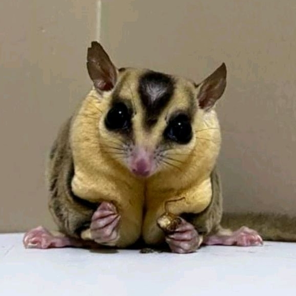 INDUKAN SUGAR GLIDER WHITE FACE - Sugar Glider White Face Induk Siap Breeding Ternak HARGA TERMURAH