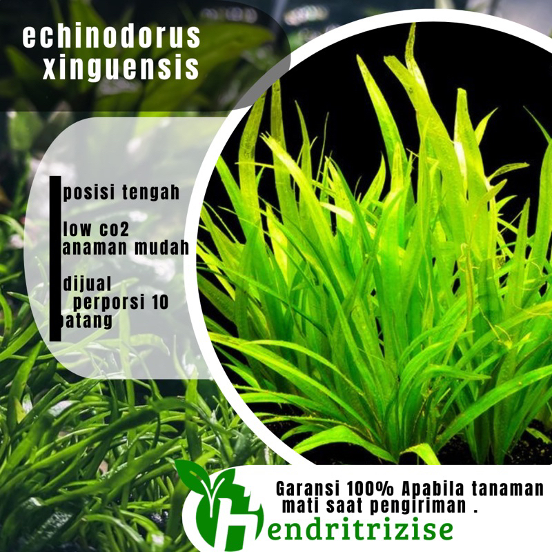 echinodorus xingu - tanaman aquascape - tumbuhan aquascape akuarium - tanaman akuarium - tanaman aqu