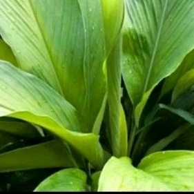 

daun kunyit segar asli 10 lembar