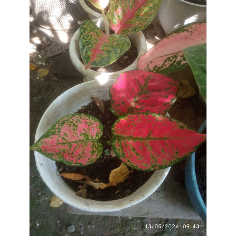 Aglonema Red Kochin Jumbo