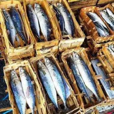 

Ikan Tongkol Keranjang Ready Stock, Same Day Delivery Jogja