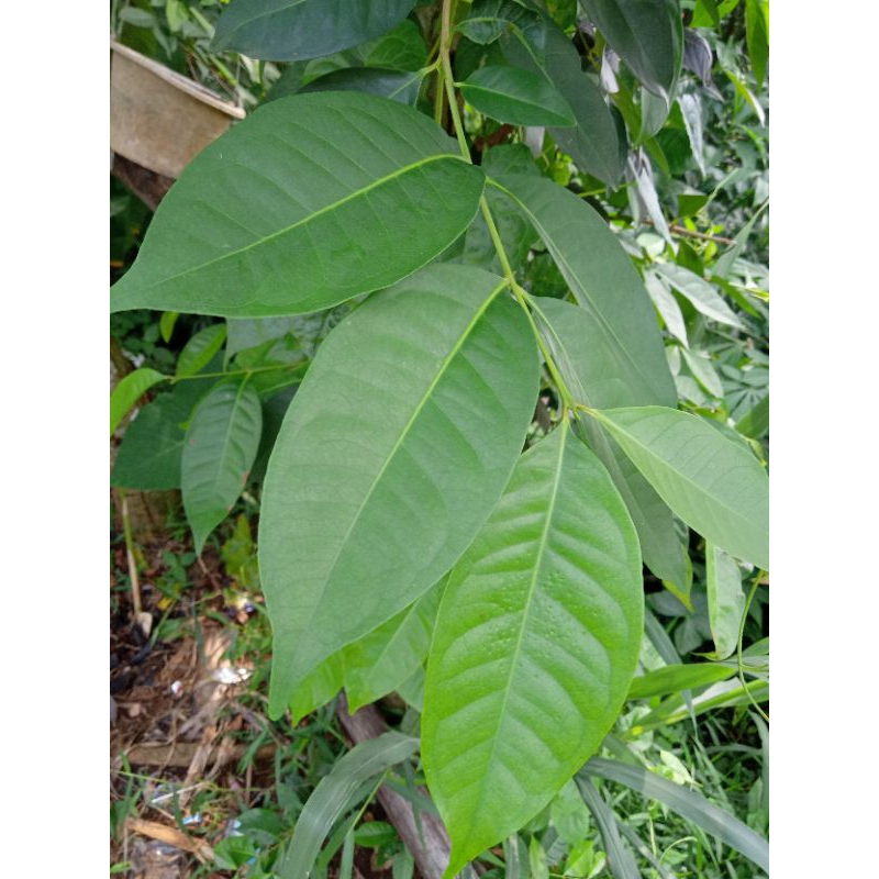 

daun salam 100 lembar pengharum aroma pasarkan murah sehat rempah rempah