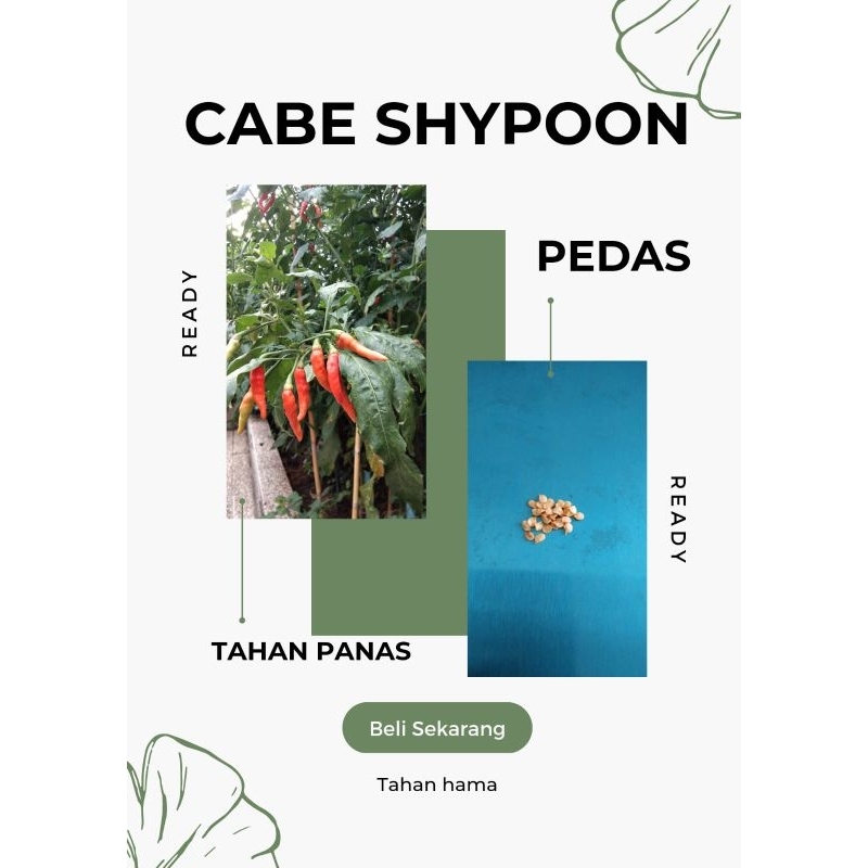 

Cabe rawit shypoon