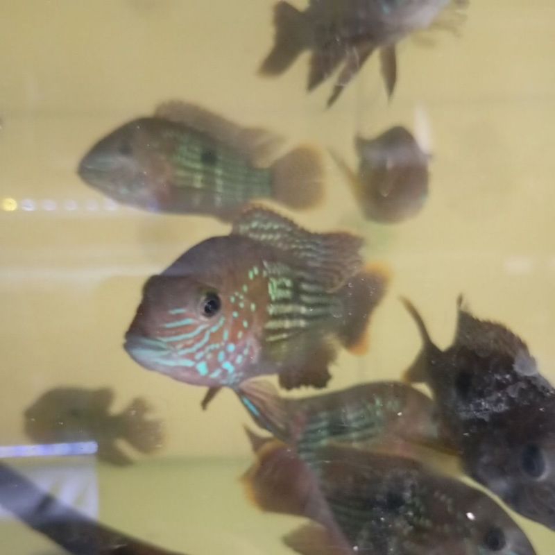 Ikan Green Terror Goldsoum Cichlid Cakep Penghias Aquarium Gojek Only