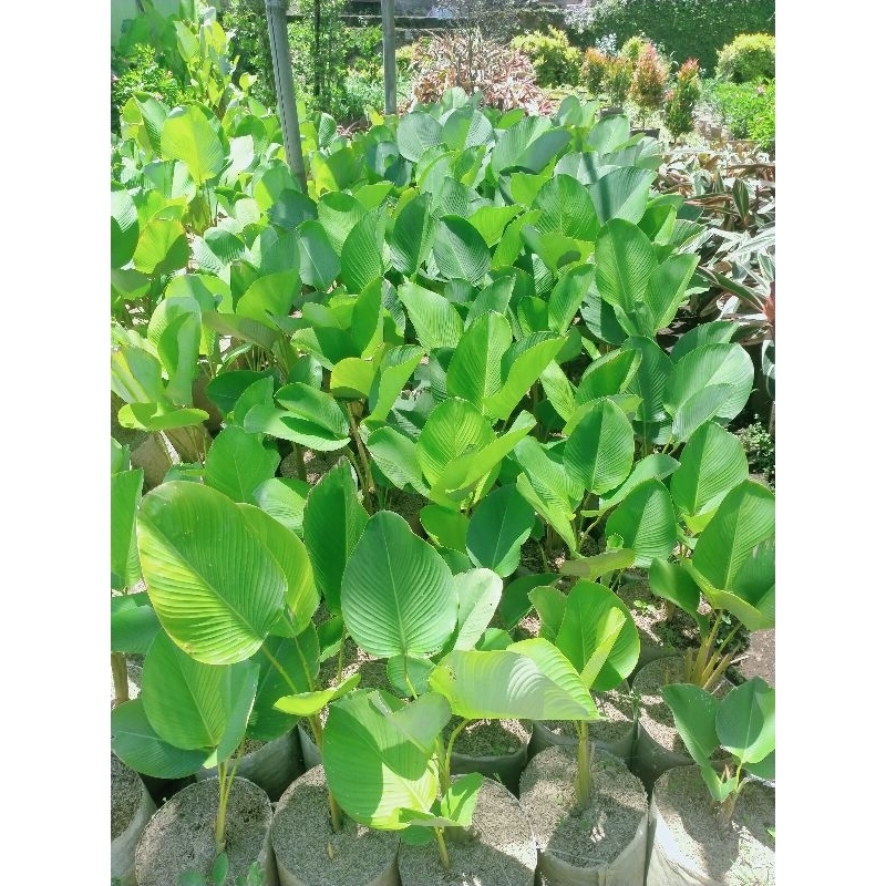 calathea lutea /calathea pisang