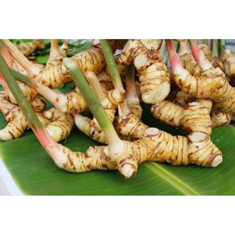 

LENGKUAS (untuk campuran bumbu masakan dan obat herbal tradisional)