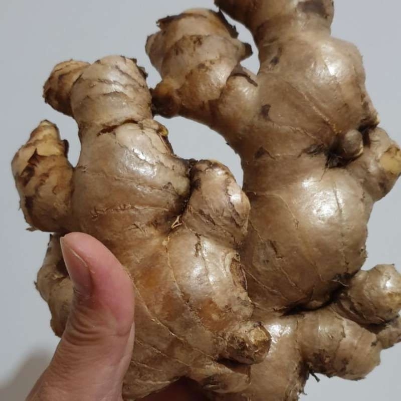 

jahe gajah