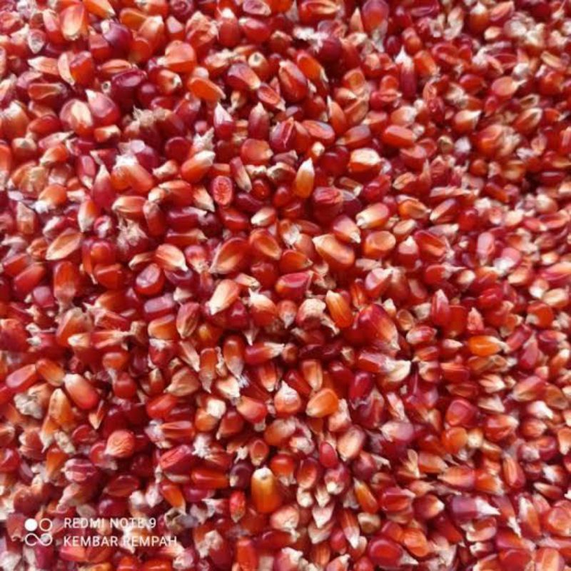 

jagung krystal merah berkualitas 1kg