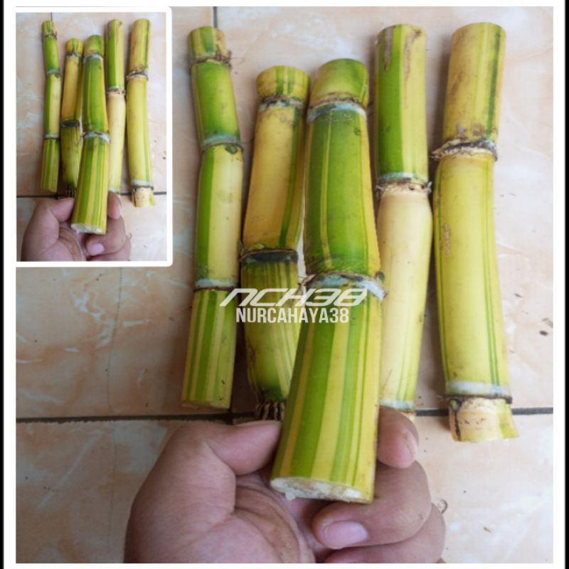 Tebu Kuning | Tebu kuning fresh terbaik | Bibit stek Tebu kuning 27-30cm