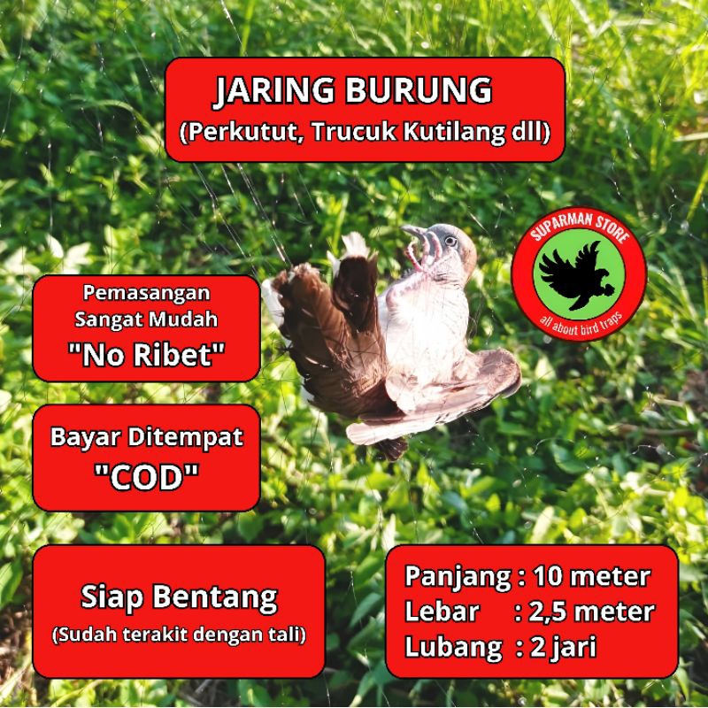 JARING BURUNG PERKUTUT 10 JARING BURUNG KUTUT JARING BURUNG KUTUT JARING BURUNG BESAR JARING BURUNG 