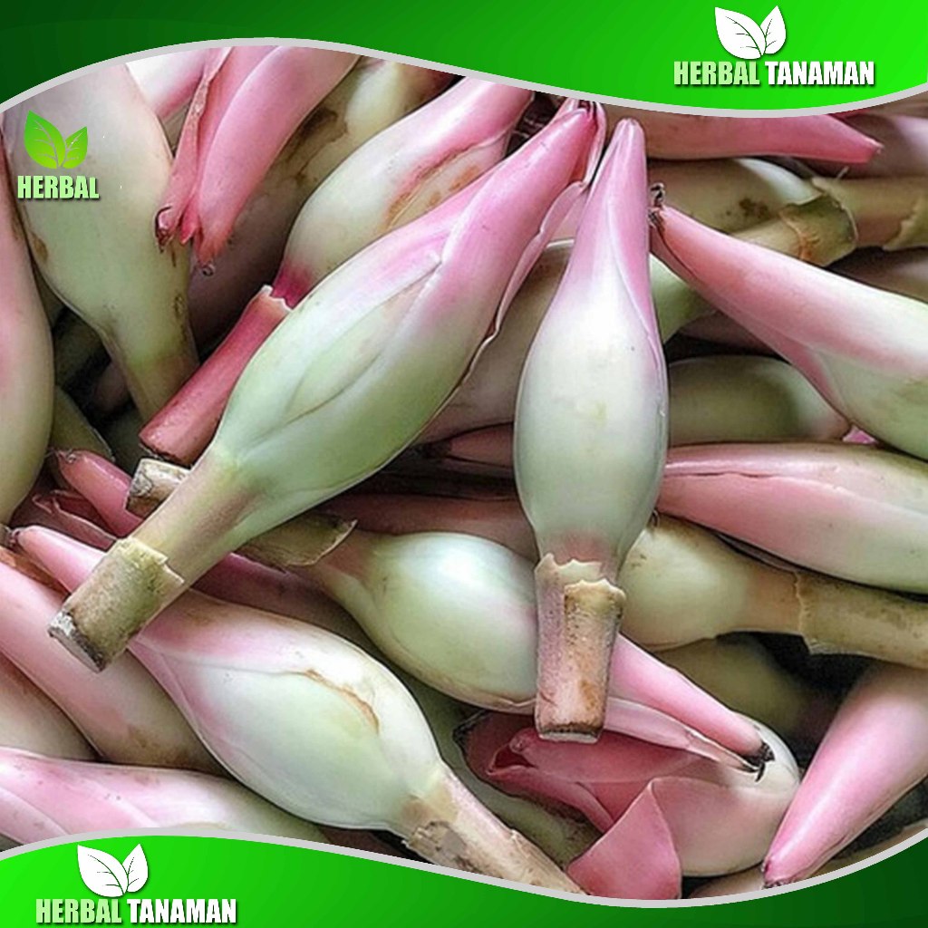 

Bunga Kecombrang Segar 1 kg - Bunga Honje - Rombeh - Kincung Fresh