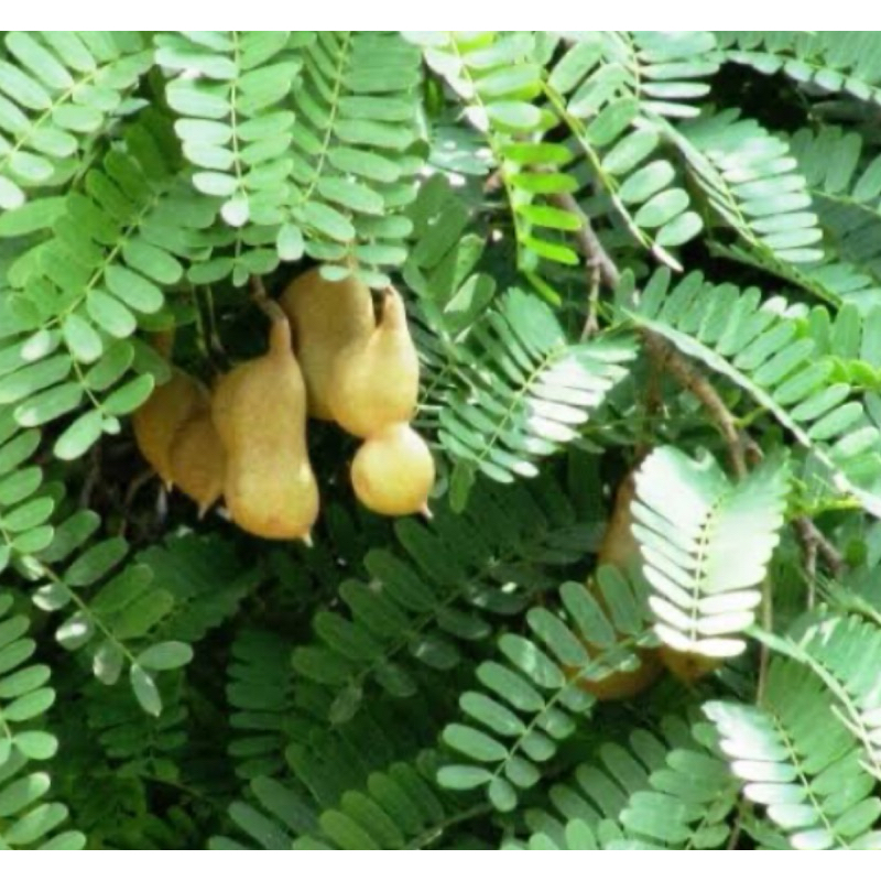 Daun sinom segar / daun asam jawa segar 1 kg