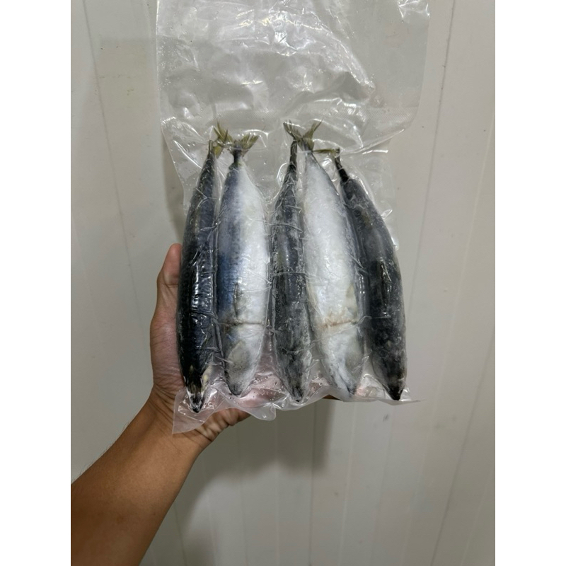 

ikan salem ikan makarel ikan makerel