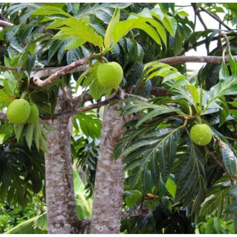 

Kulit pohon sukun / kulit pohon daun sukun segar 500 gram-az