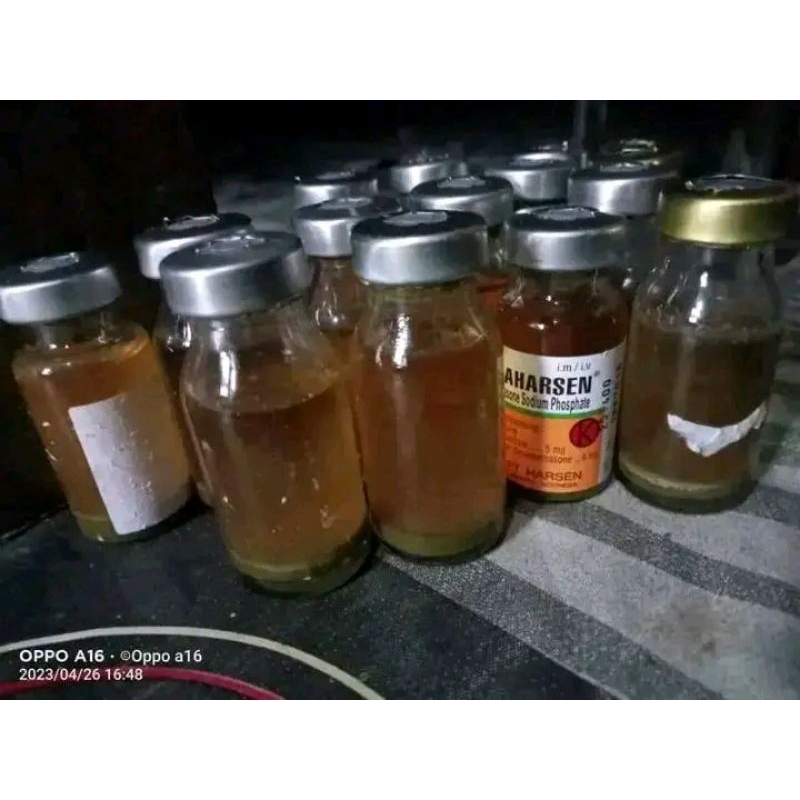 jamu merpati/pijer merpati