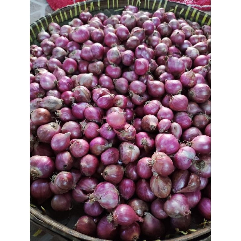 

Bawang Merah Ukuran Jumbo