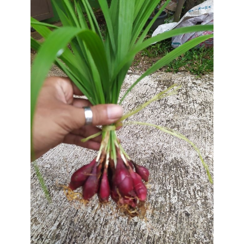 

Bawang Dayak, bawang sabrang, bawang lemba