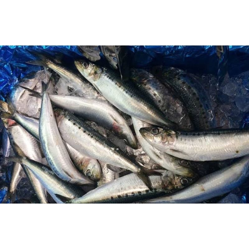 

ikan sibulak isi 3 ato lebih di sesuai kan sma ukuran nya / pampang online