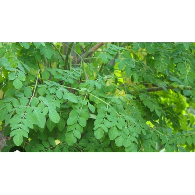 

daun kelor / pampang online