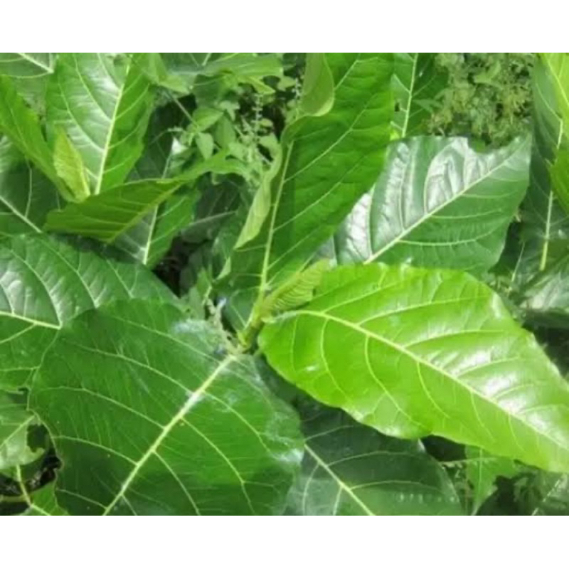 

Daun awar awar segar petik langsung 1 kg