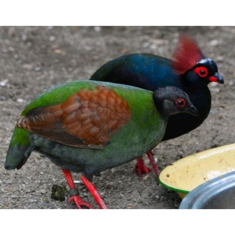 Burung puyuh sengayan jambul sepasang