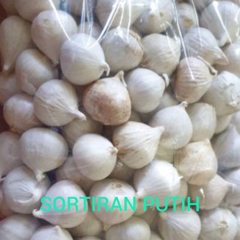 

Bawang tunggal/lanang 10 kg free packing krat