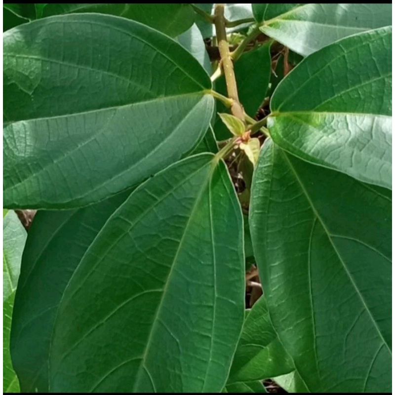 

daun cincau segar 200 lembar bisa buat usaha jualan es cincau