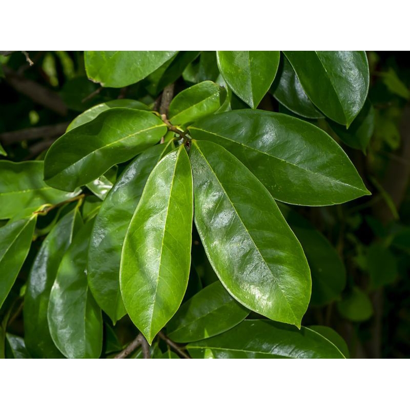 

Daun Sirsak Organik Fresh