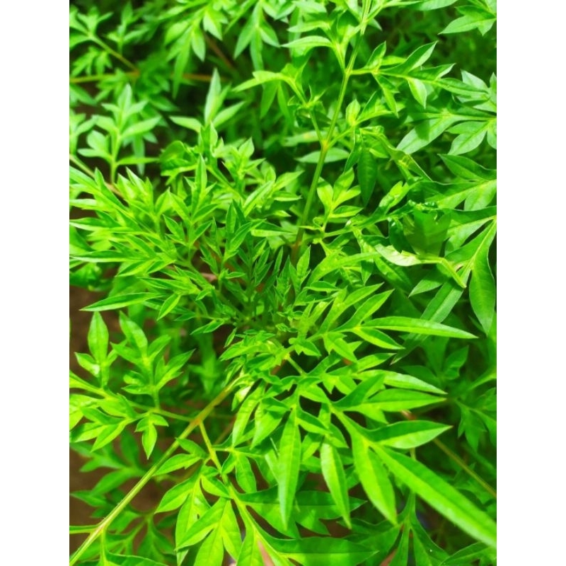 

Daun kenikir / raramidang segar 250grm