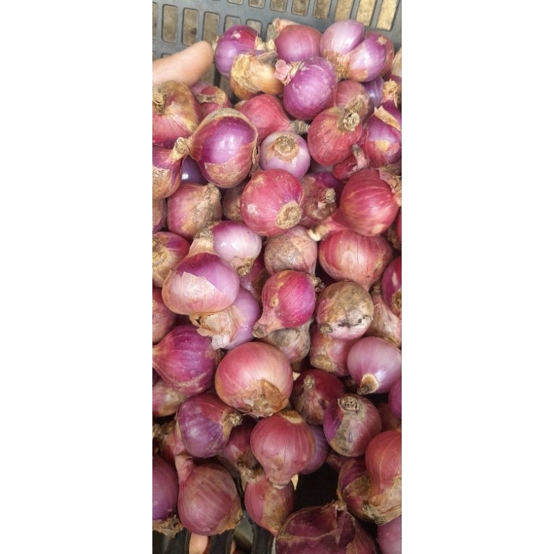 

Bawang merah 1kg asli garur bawang merah murah bawang merah diskon