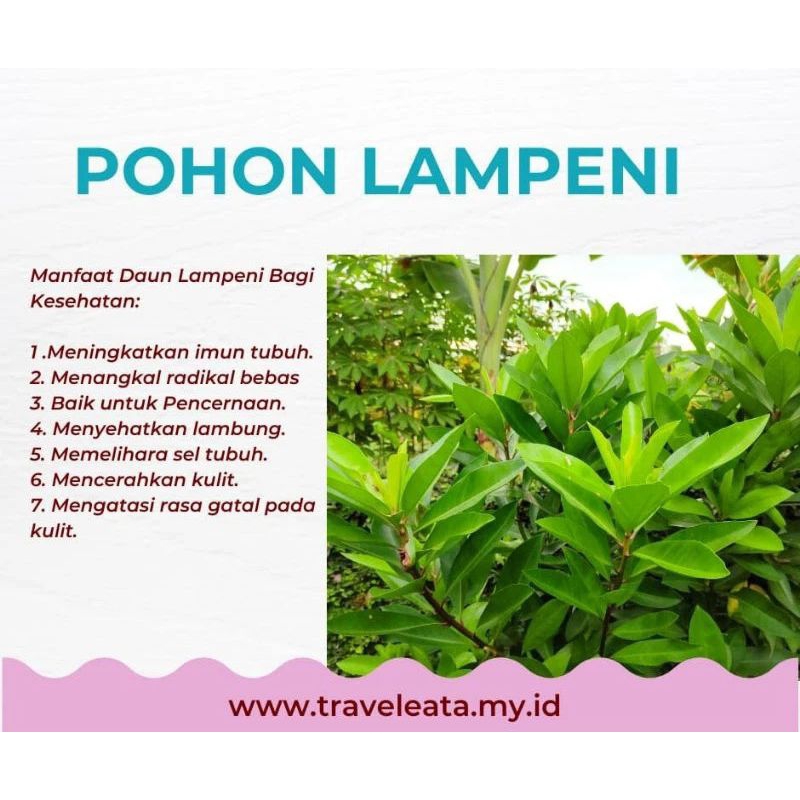 

daun limpeni 100gram