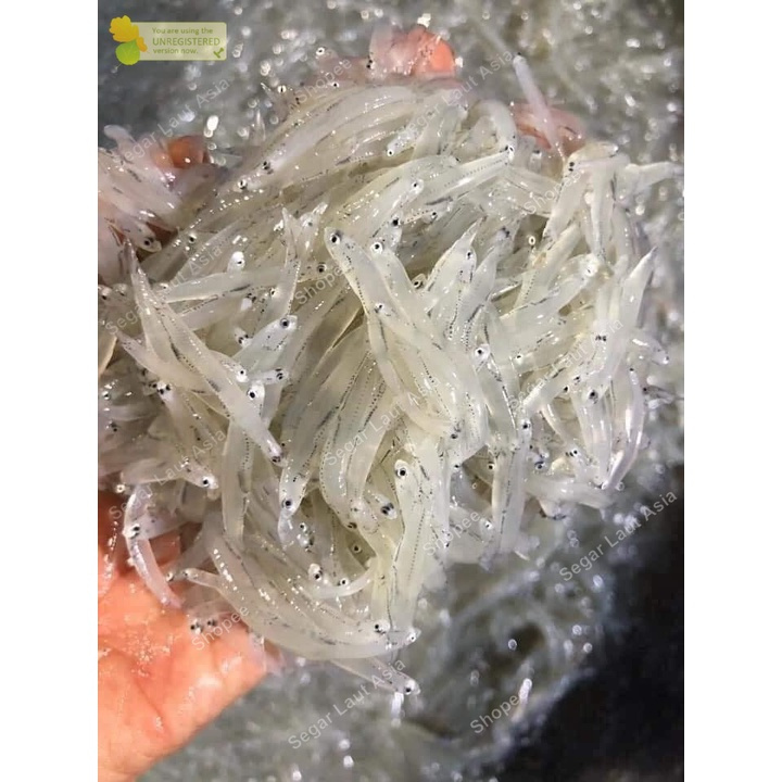 

PASAR SEGAR - TERI MEDAN SEGAR 250GR