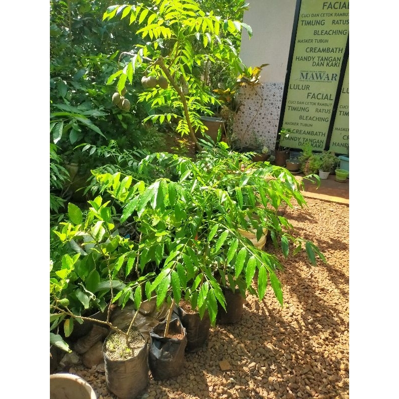 

bibitkedondongkulibek