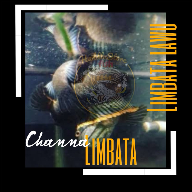 Limbata pair proven