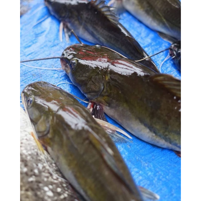 

ikan baung sungai 1 kg isi 1,2,3 ekor