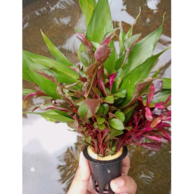 tanaman aquascape bambu air hijau mix kriminil