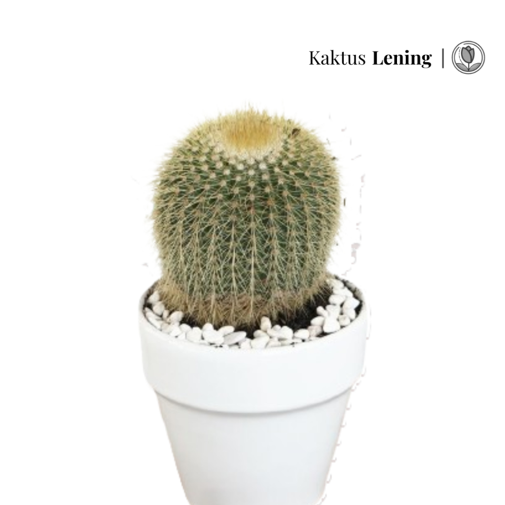 Kaktus Lening